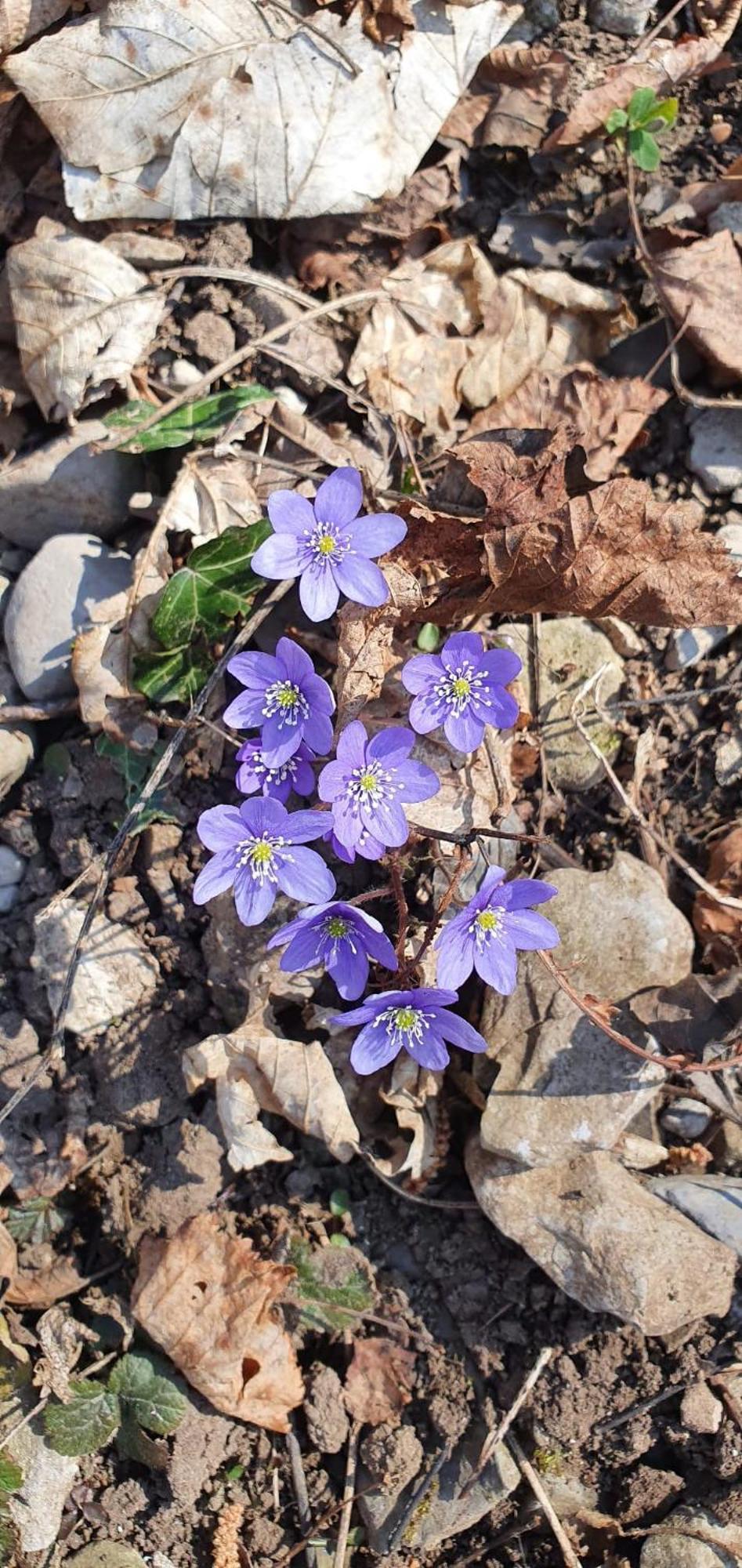 Stephanie Residence Esino Lario Dış mekan fotoğraf